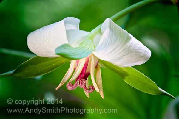 Vassey's White Triliium